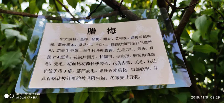 陪你一起看湖北省广水一中①——走进植物王国