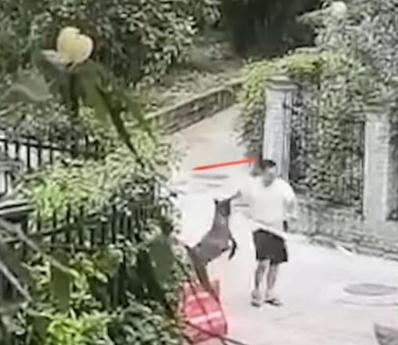 拿命控诉遛狗不牵绳！湖北女子跳楼自杀，被老太围追辱骂近两个月