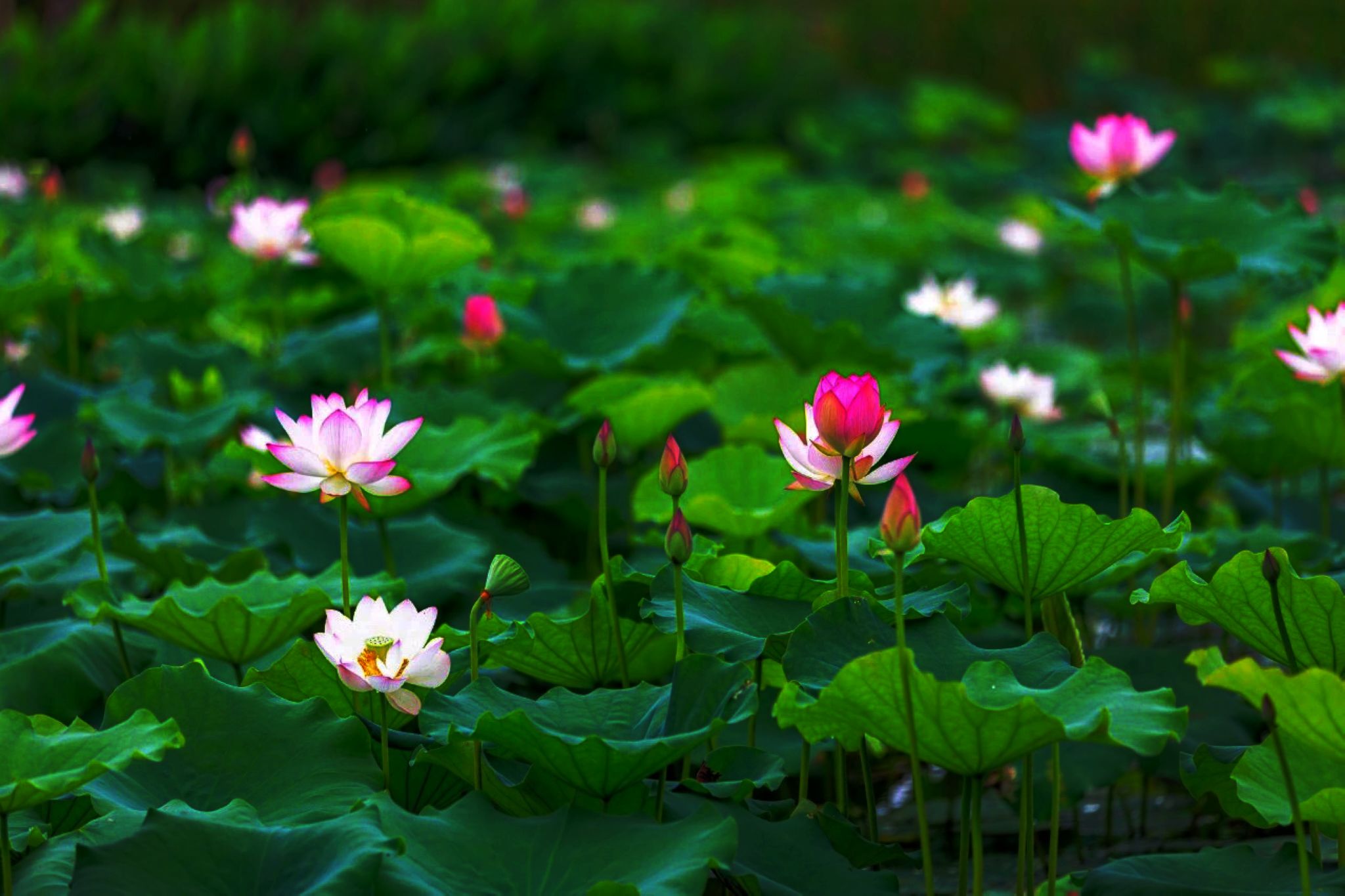 「诗画四季」夏荷，一池荷花映日月