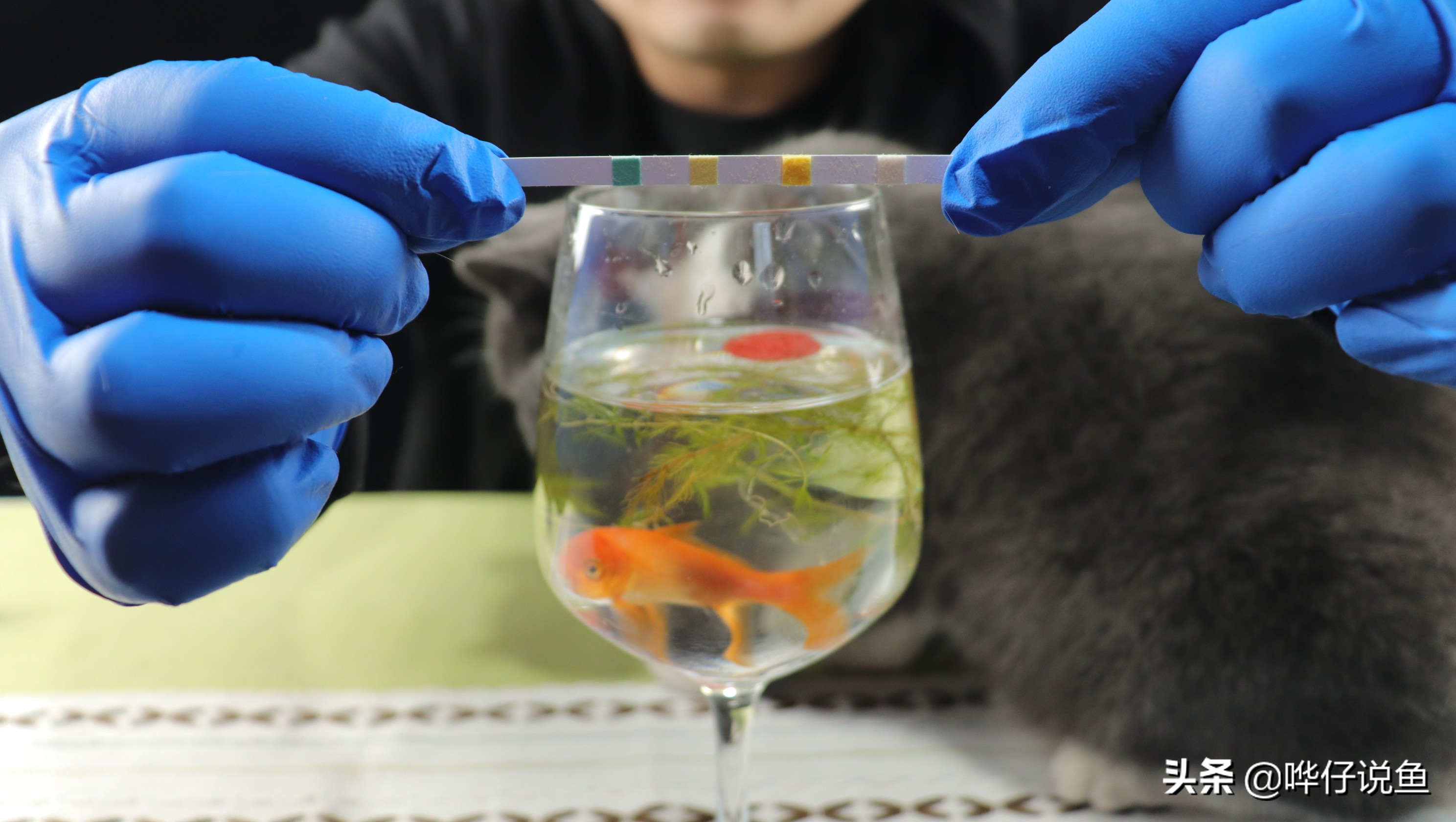 养鱼大神炼成记第三集：一条鱼病了，凭啥让全缸鱼跟着一起吃药？