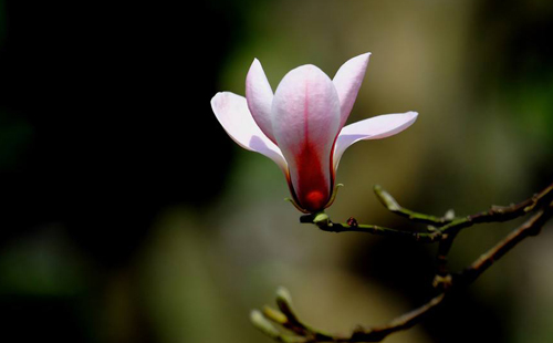 关于玉兰花的诗词十首