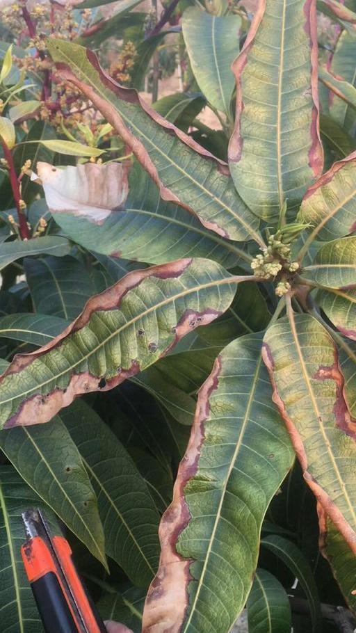 【种轻松】芒果病害识别与防治方案大全(病害图例,快速查证)