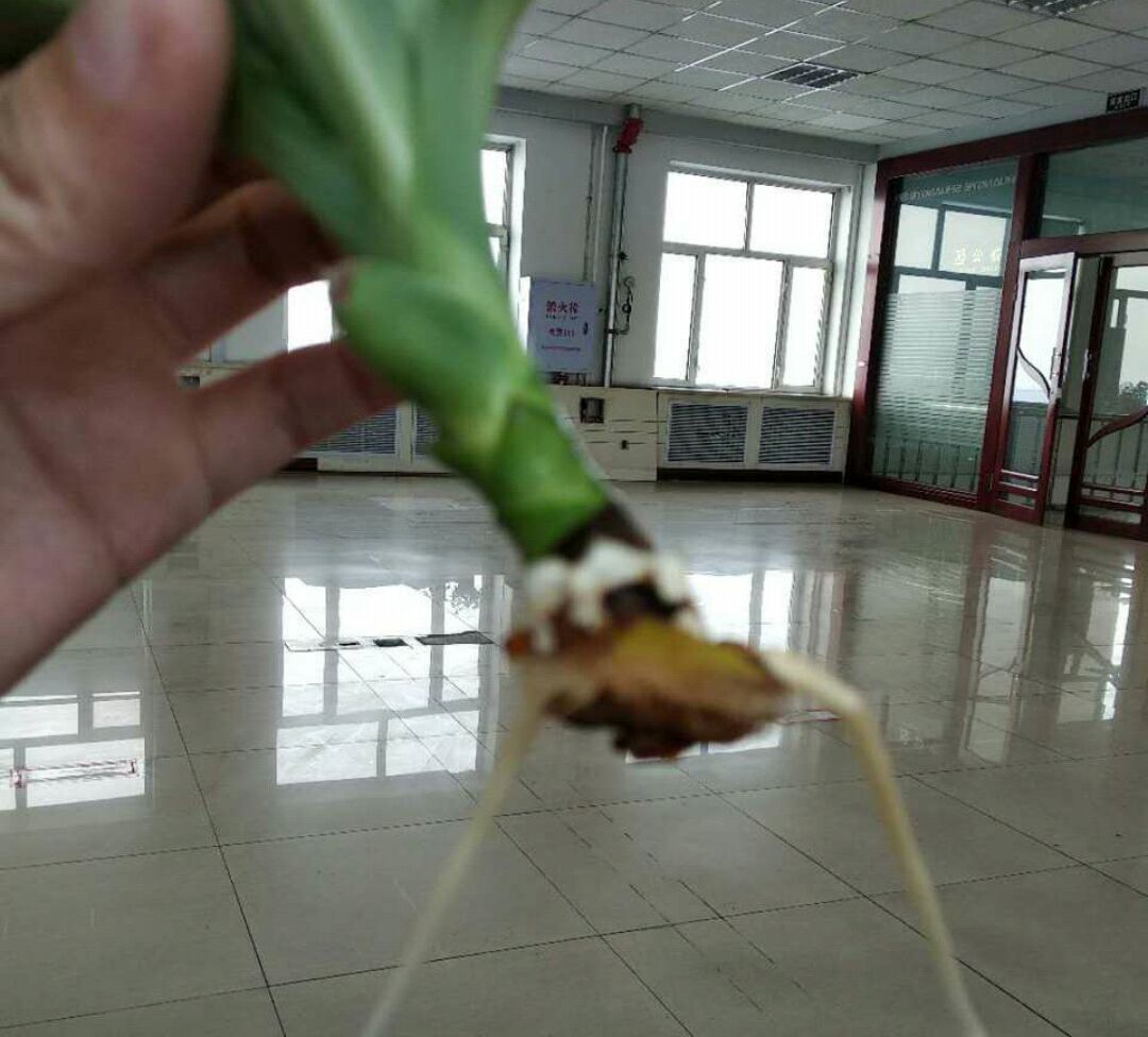 你知道也门铁这种观叶植物吗?也门铁怎么扦插繁殖?土培和水培