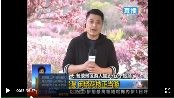 cctv13共同关注直播（惊艳全国，央视都来直播！旅顺的樱花到底有多美？）