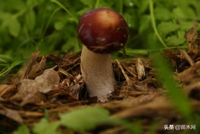 林下经济种植作物有哪些（林下种植品种）-第2张图片-科灵网