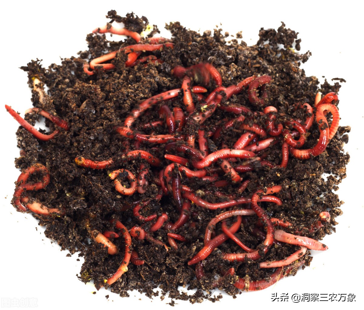 经常清洗喂养养殖红虫的过程中需要及时清洗饲养用的器皿,保持红虫