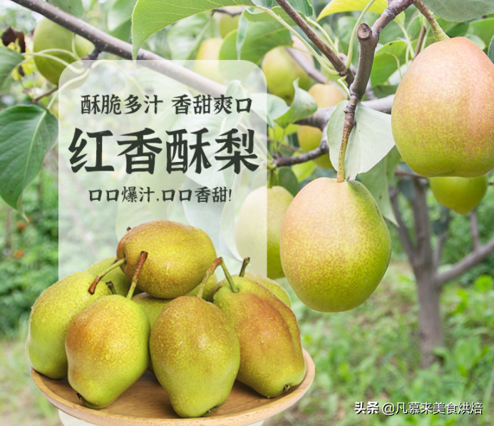 苹果梨图片（盘点全国最好吃的50种梨快收藏）