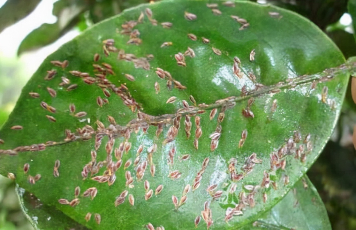 介壳虫幼虫图片大全(台湾省水果蚧壳虫问题严重) - 赤虎壹号