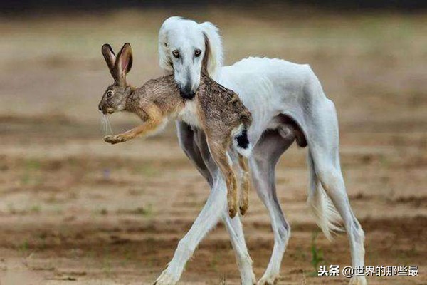 农村最优秀的4种猎犬，如今纯种的十分珍贵，擅长山地捕猎