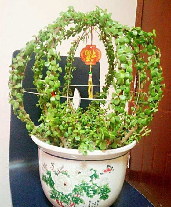 金枝玉叶常见的3种造型,照着养"颜值"翻倍,身价翻数倍