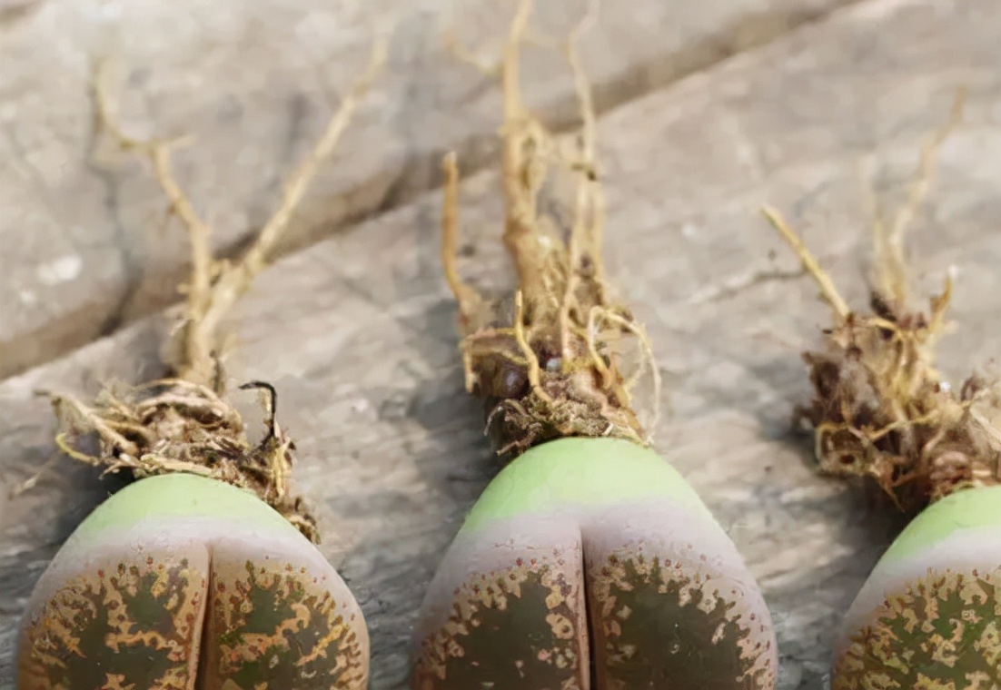 多肉生石花的养殖方法和注意事项