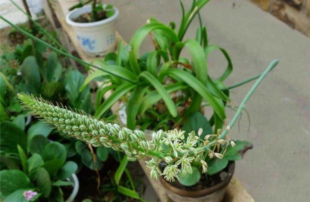 白花虎眼万年青(植物百科之万年青超详介绍)