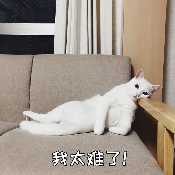 猫咪突然拉肚子了，该怎么办？