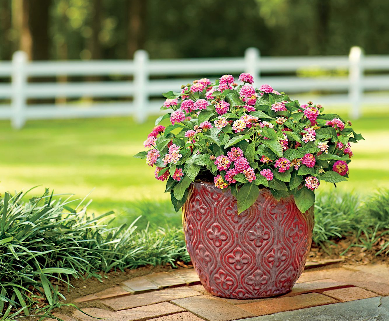 50种私家花园常用的植物花卉,这些搭配实用又好看