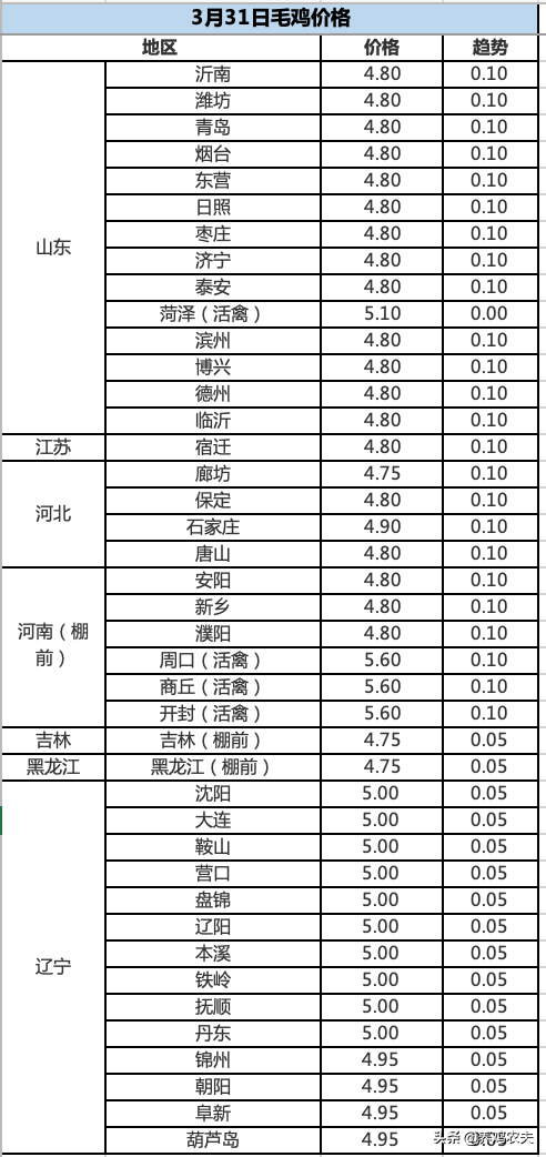 3月31日毛鸡与鸡苗报价，鸡苗涨势重燃，你选择补栏还是观望？