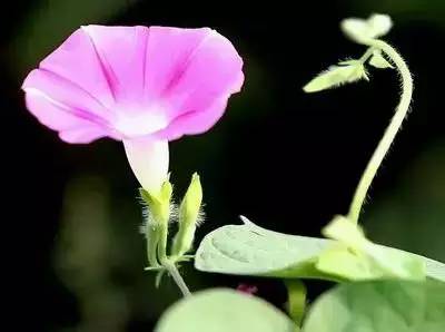 各种花的寓意及花语（100种花的花语大全）