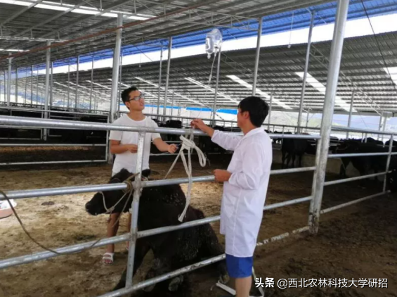 收到4份工作邀请，陕西研究生却选择当“兽医”，如今任副局长