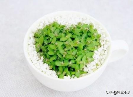 爱心果盆景图片大全（图文鉴赏之爱心小盆栽）
