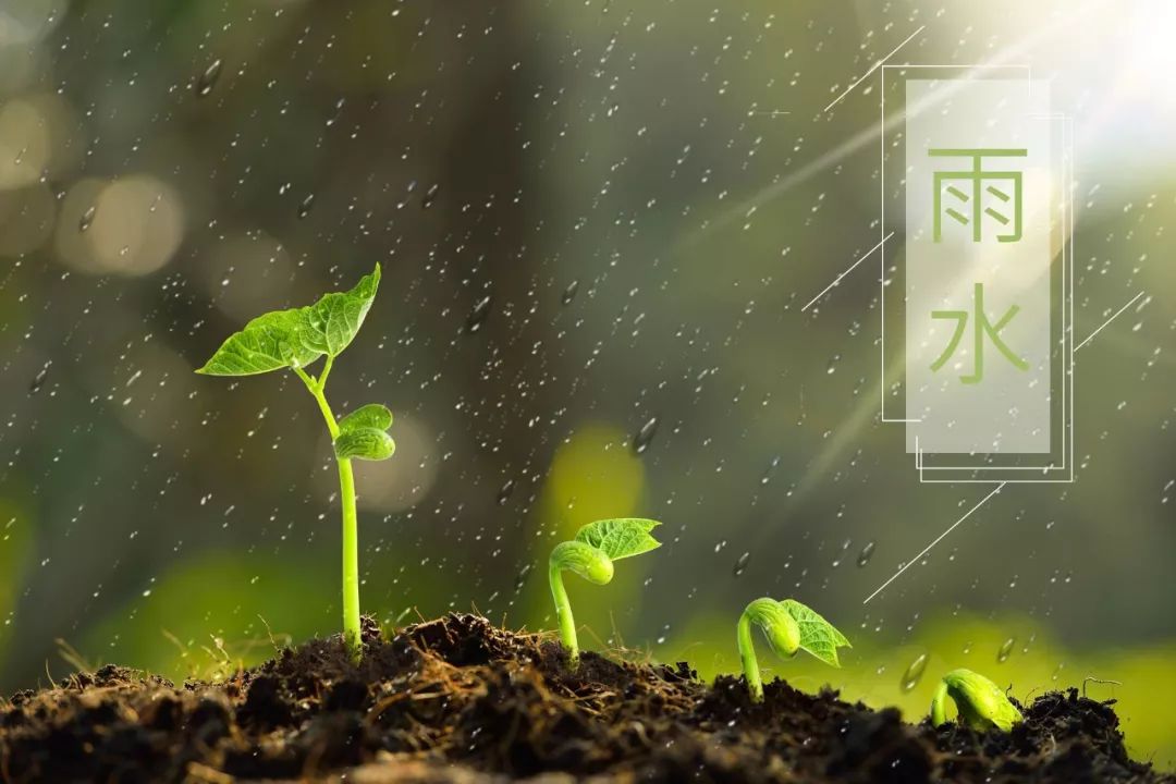 20首春雨诗词，一朝春雨过，万物皆清明