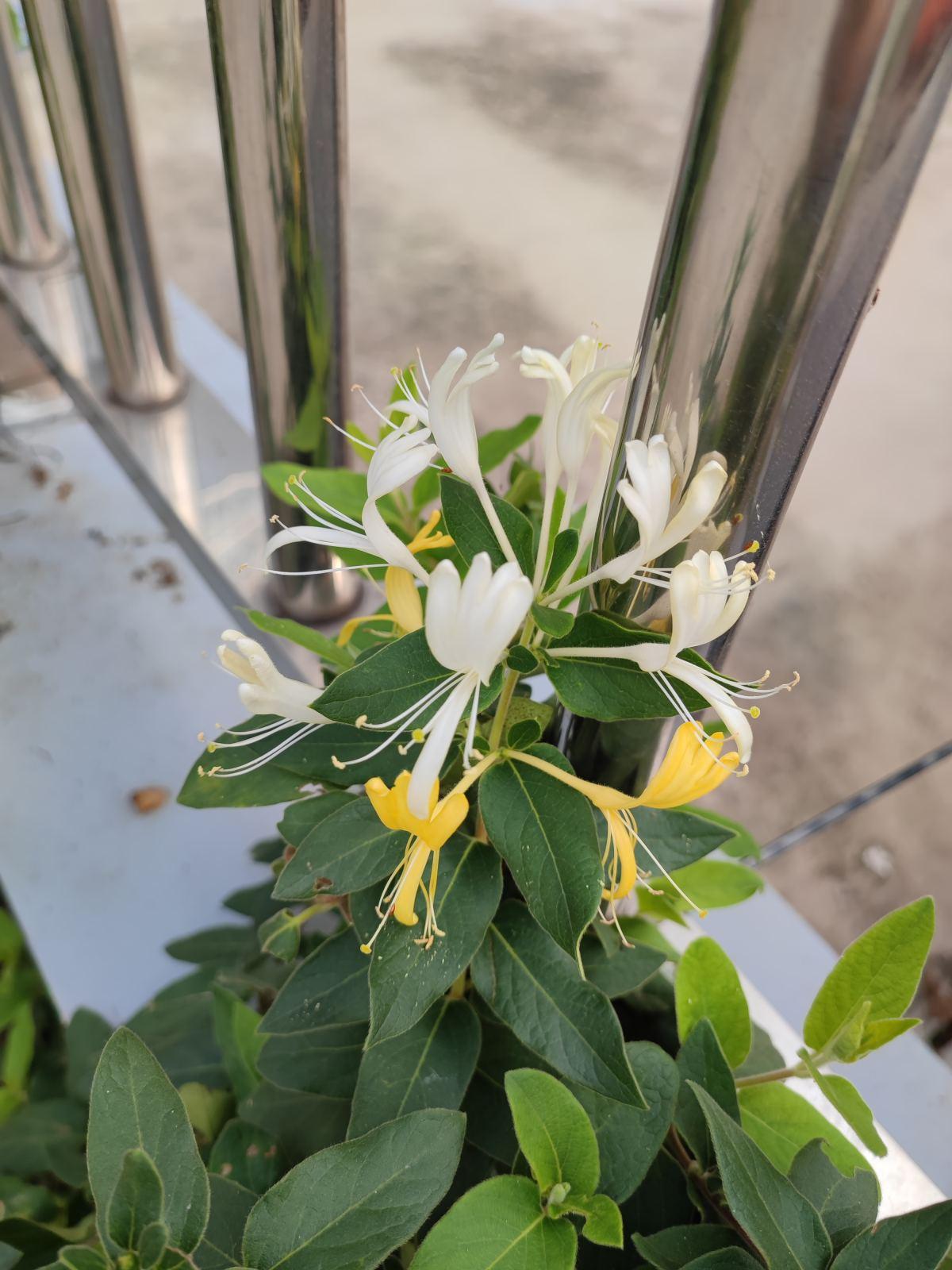 7种植物作用大,是老中医的好帮手,在家养一盆,养人养身心