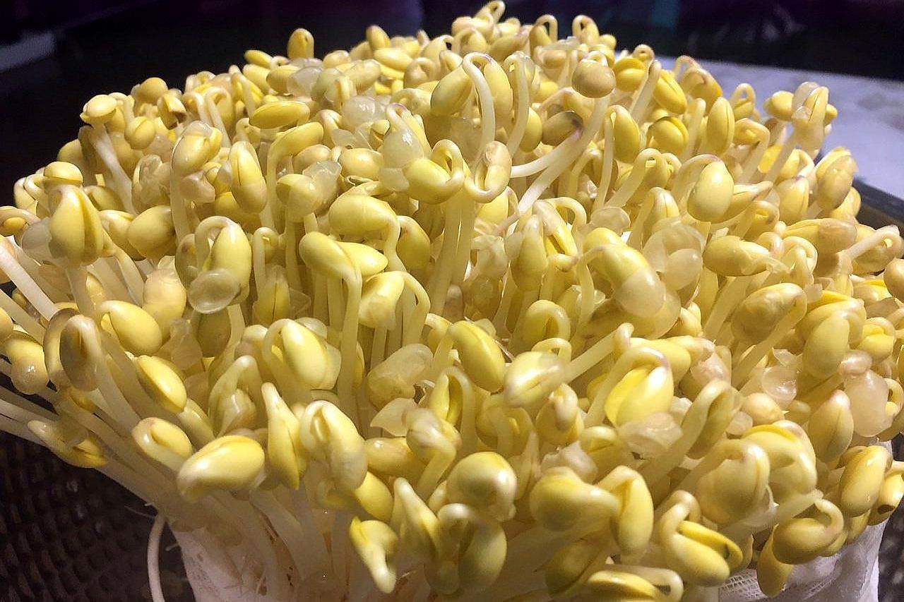 绿豆芽的生长过程 豆芽的生长过程图片-有深度有内涵的一个小网站