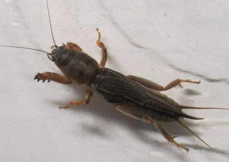 几种农村常见虫子,有的能卖1000多元一斤,可惜知道的人不多