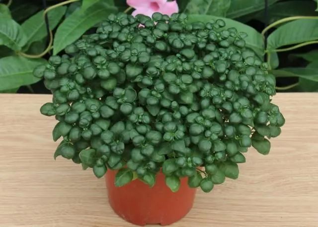 常见50种植物（50种常见的室内盆栽绿化植物）