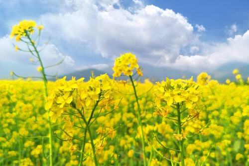 古诗中的百花盛开，分享给所有人，一起来赏花