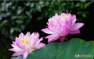 描写荷花诗词(38首)