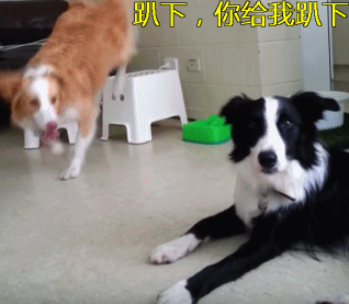 智商排行榜：最蠢的4种狗和最聪明的4种狗，有你正在养的吗？