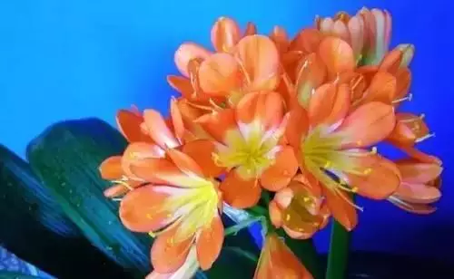 广州市市花是什么（全国56个城市的市花介绍）