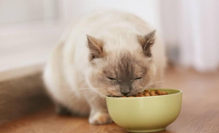 猫咪常见的6种撒娇方式，你体验过哪种？