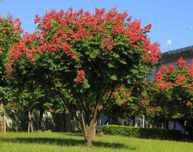 树木名称大全（园林景观常用绿化树种汇总）