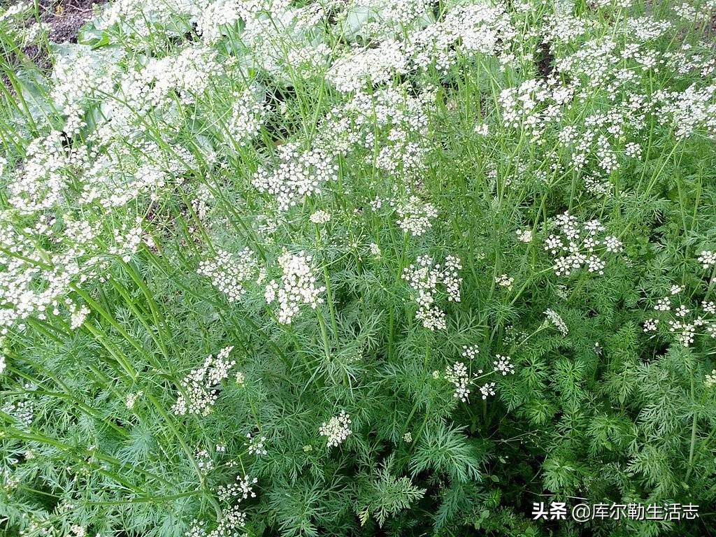 烤肉吃了那么多，它到底是什么味道的呢