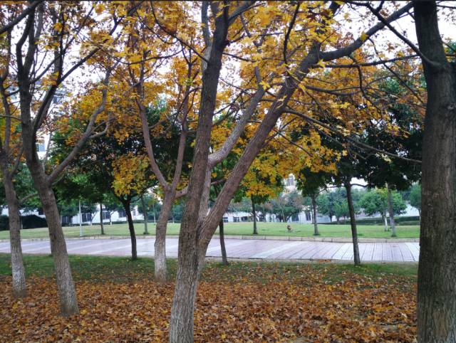 在绵阳，挂“南山”品牌的初中只有一所！——南山中学双语学校