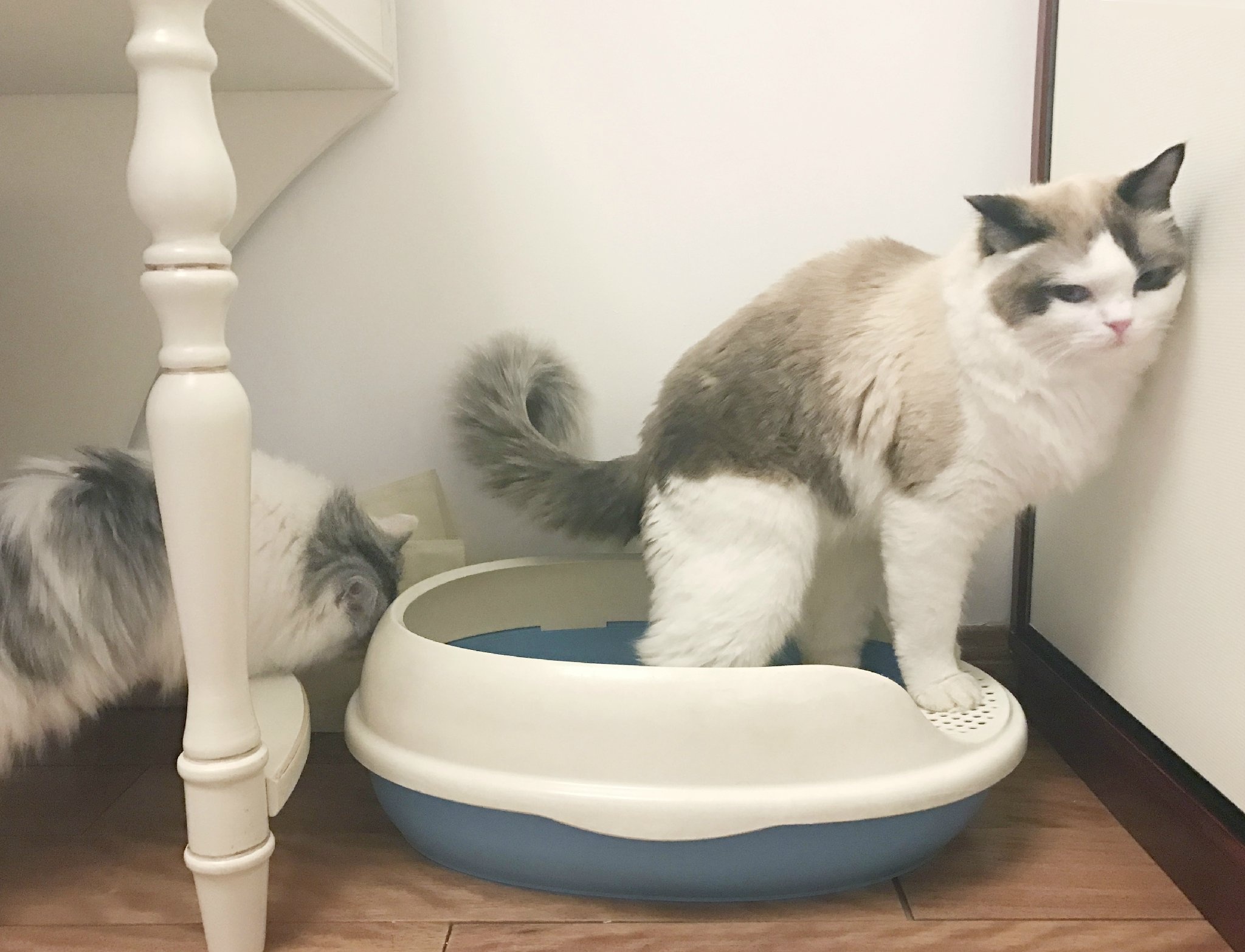 猫咪拉稀怎么解决？