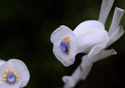 卡萨布兰卡花(卡萨布兰卡花语和寓意)
