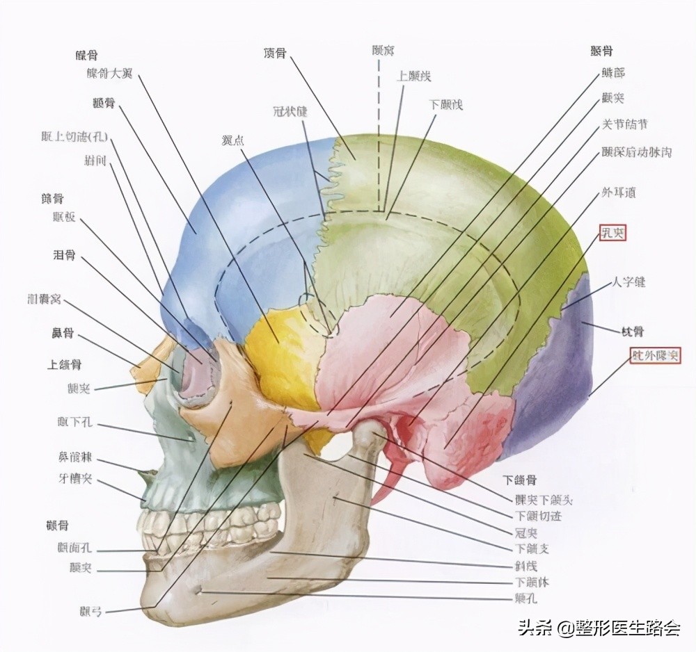 太阳骨的图解图片