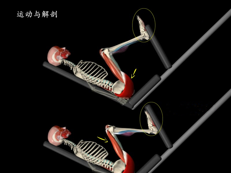 膝关节酸软无力，这块肌肉你需要加强