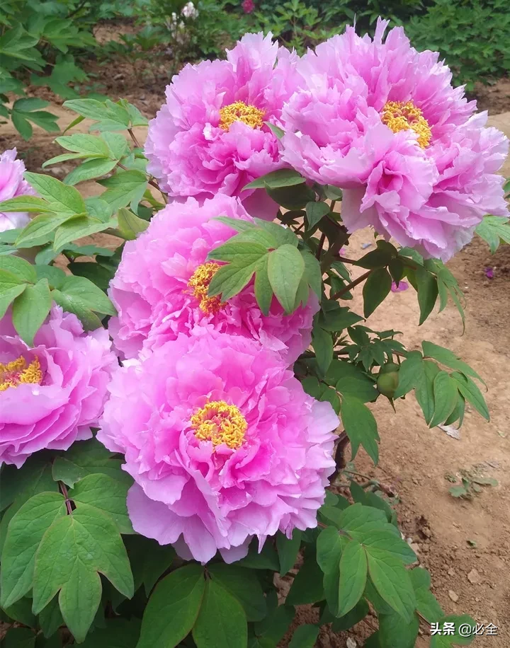 花怎么剪是什么（花怎么剪教(jiao)程）-第15张图片-昕阳网