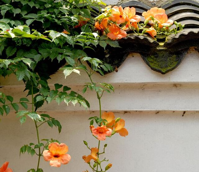适合庭院栽培的“凌霄花”，开花多攀爬能力强，一年就能开成墙
