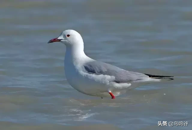 草地鹨是什么鸟（详细的新疆鸟种图片介绍）