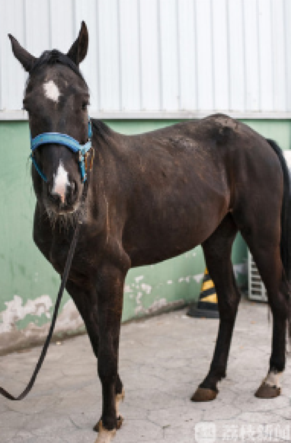 汗血寶馬價格,汗血寶馬價格人民幣