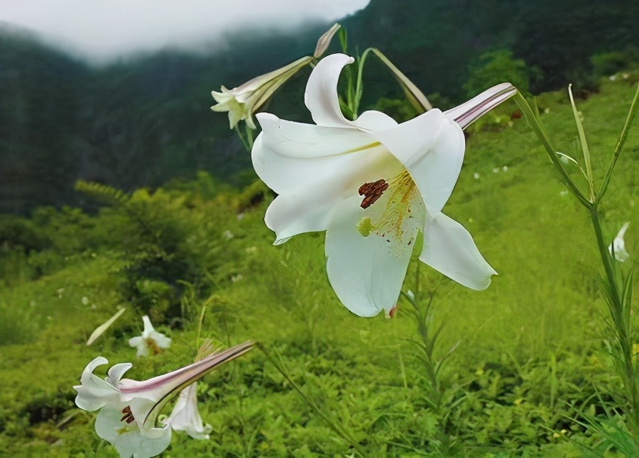 山谷裡的野百合,也有美麗的春天