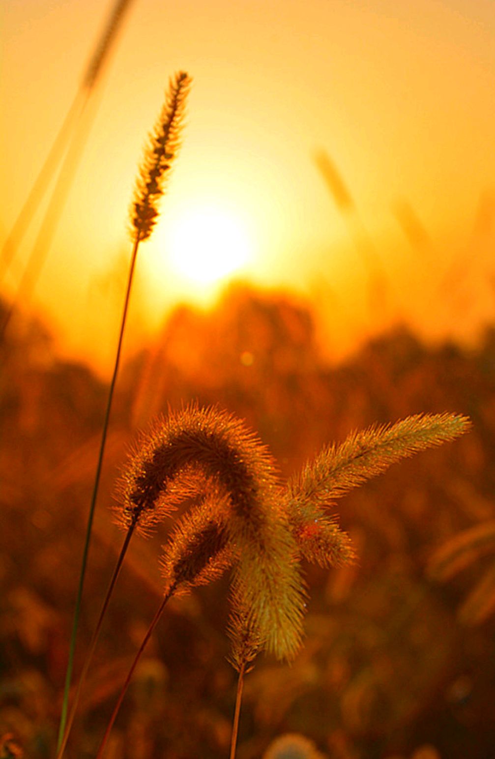 散文：人生一世，草木一秋