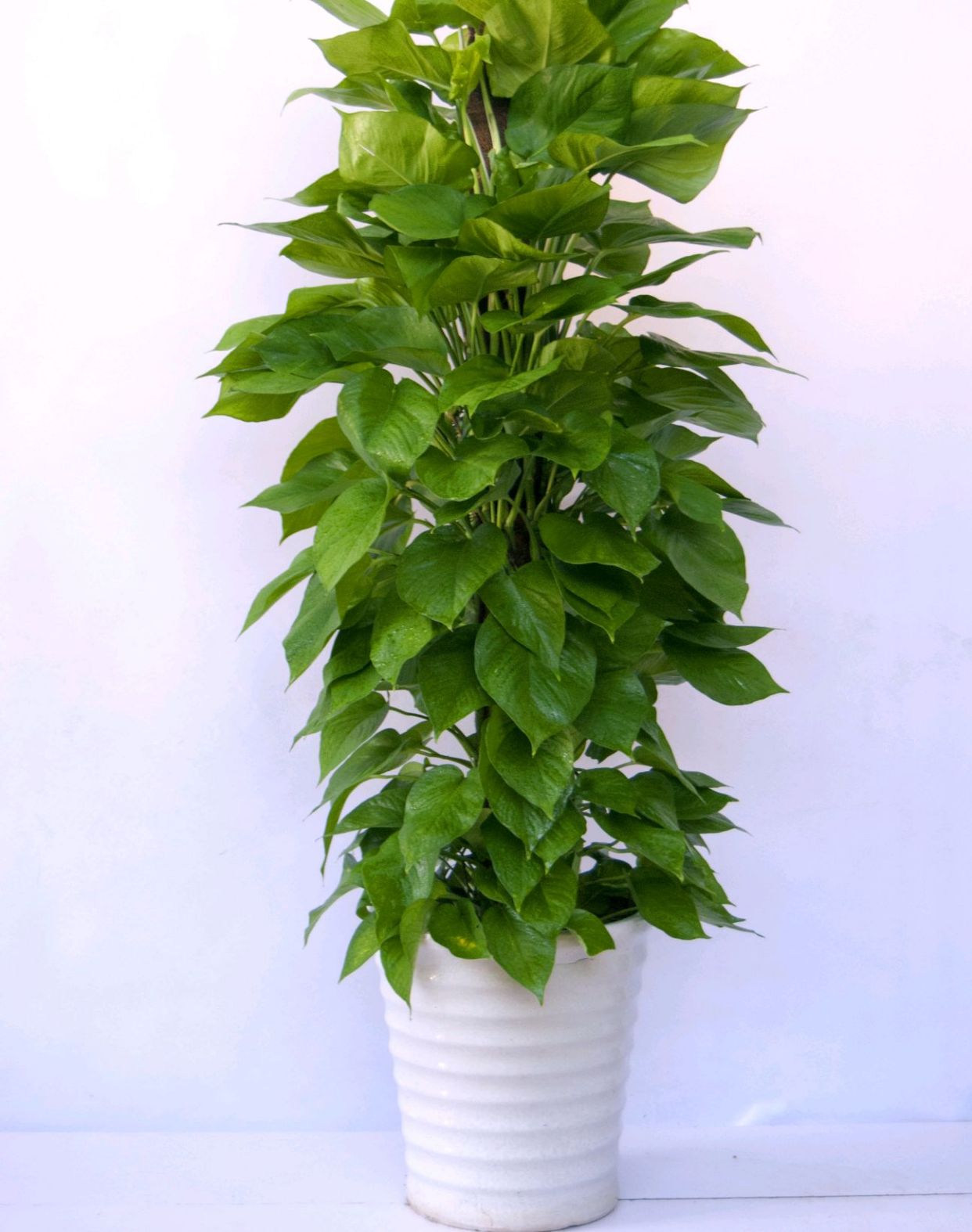 绿宝石喜林芋如果说小型绿植里面有一款叫作紫露兰的紫色绿植,很受花