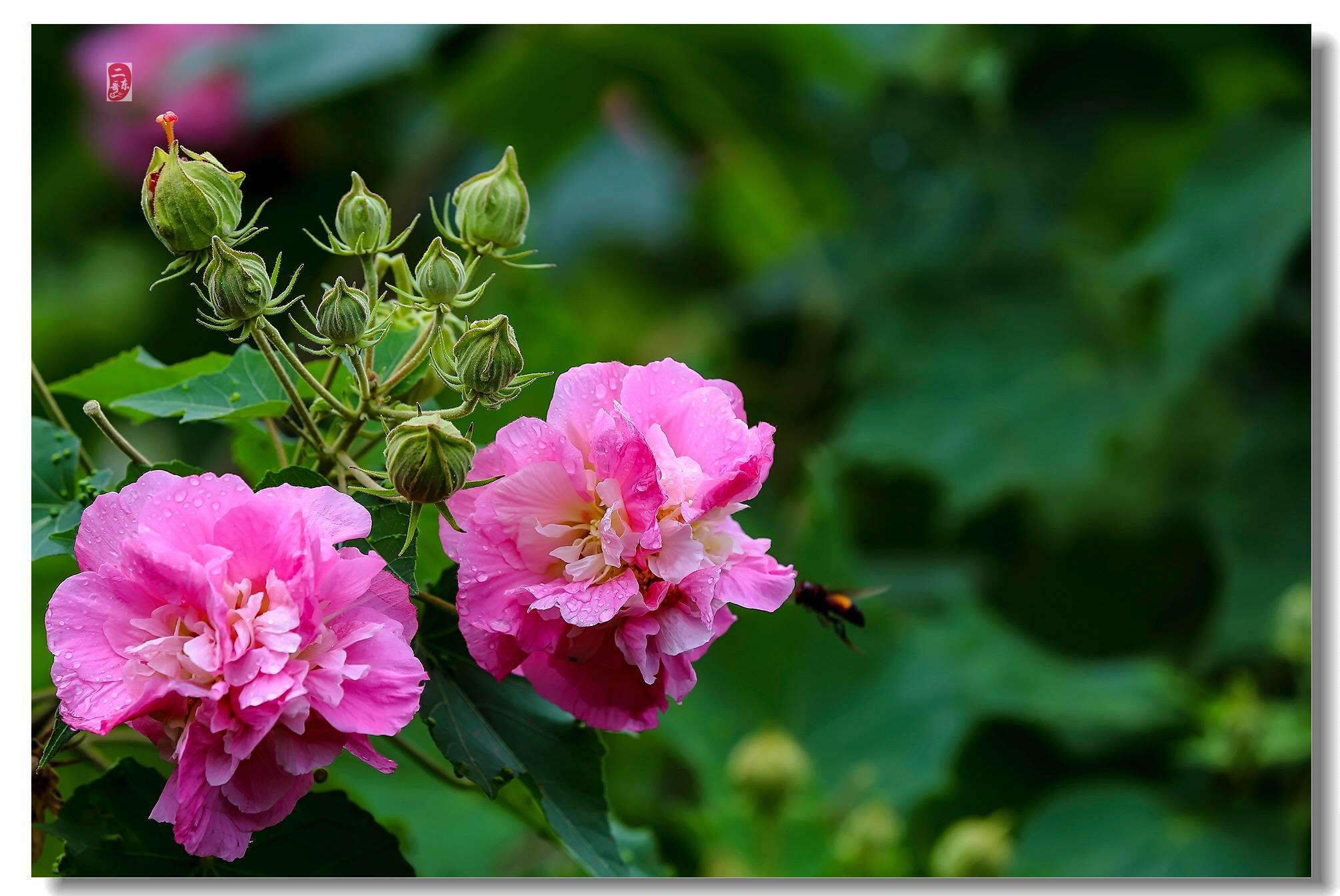 芙蓉花的药用_芙蓉花叶子的作用与功效与作用 - 成语词句网