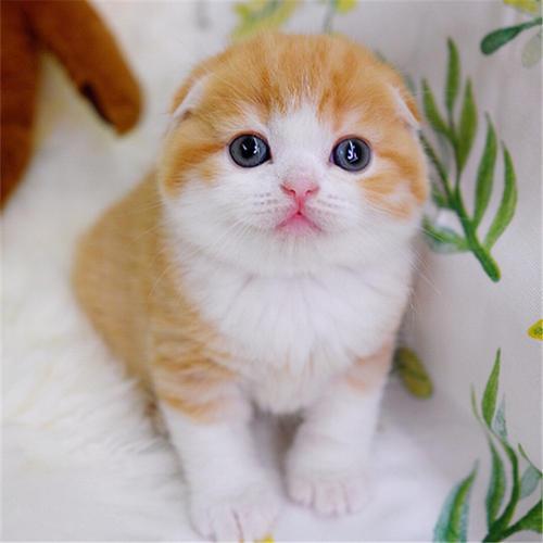 活泼可爱的小猫咪，全身毛茸茸，眼睛明亮有神，尾巴灵活摇摆，是二年级学生心中的最佳宠物选择。