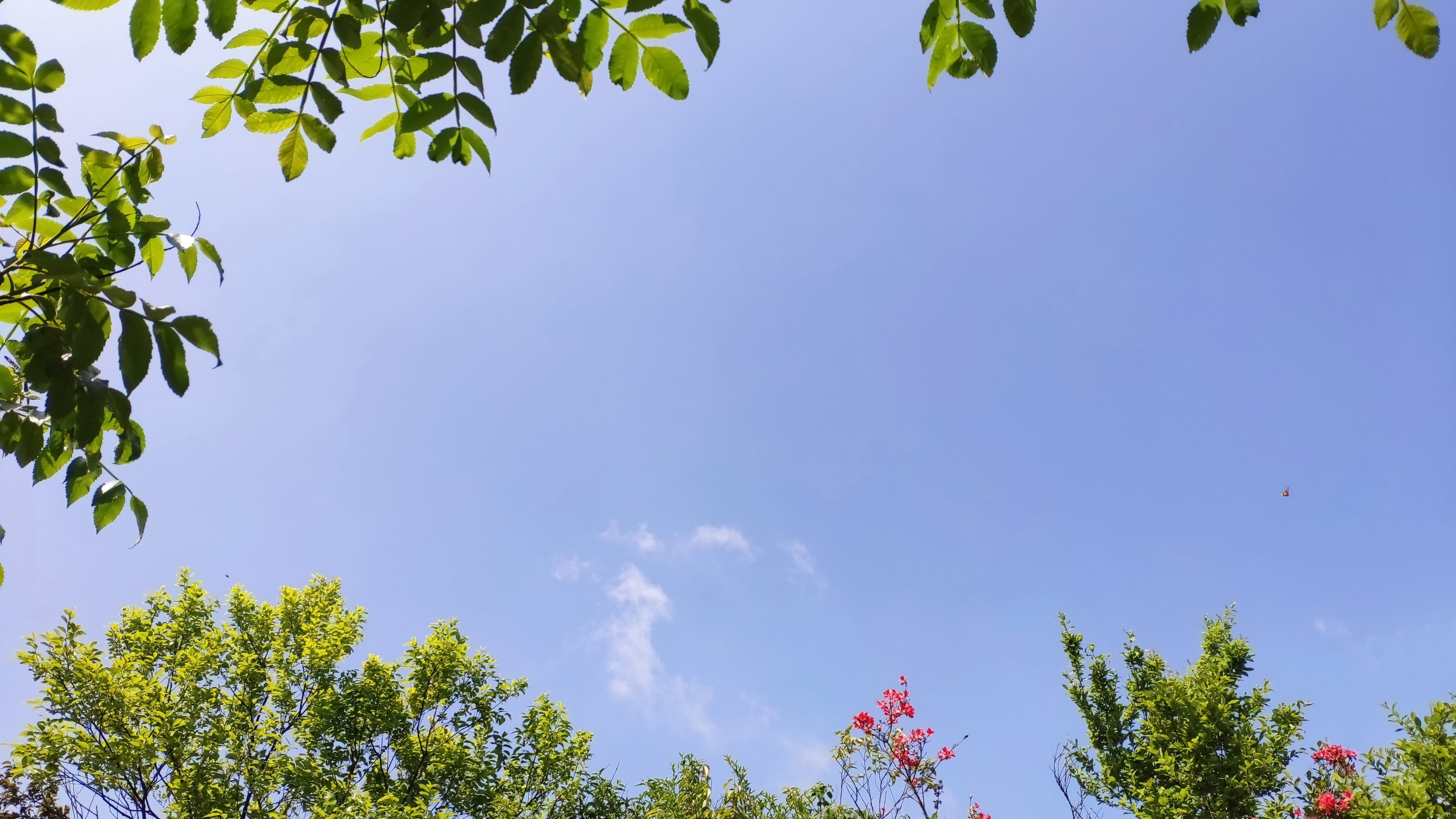 兰溪自驾游哪里好(离城市最近的国家森林公园！崇义阳明山是一个自驾游的好地方)