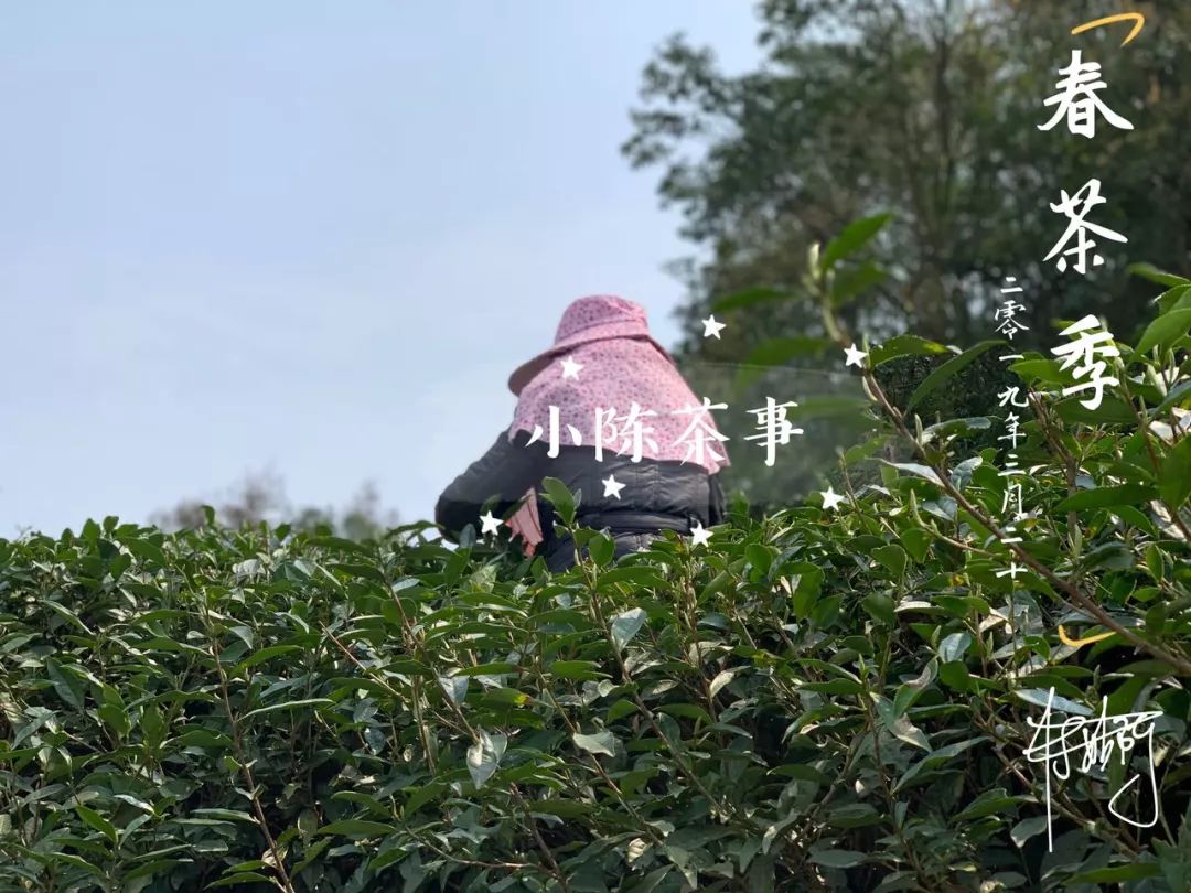 春茶季的朋友圈，尽是娇艳的少女，却忽视了主角，采茶的老阿姨们